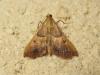 186332 – Photo : The Ghost Nightjar – France (56)