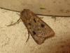 186329 – Photo : The Ghost Nightjar – France (56)