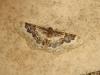 186062 – Photo : The Ghost Nightjar – France (56)