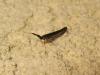 186730 – Photo : The Ghost Nightjar – France (56)
