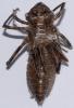 Oxygastra curtisii