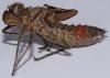 Oxygastra curtisii