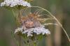 186749 – Photo : Miranda Adramin – France (42)