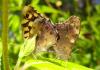186334 – Photo : Denis Poirier – France (74)