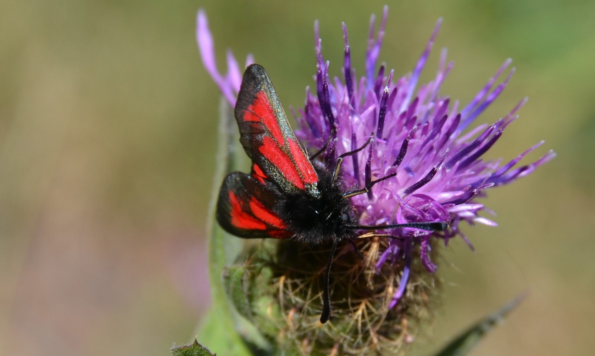 Andgelo Mombert - Zygaena sp. - réf. 186811 (1200 x 718 pixels, 131 ko)