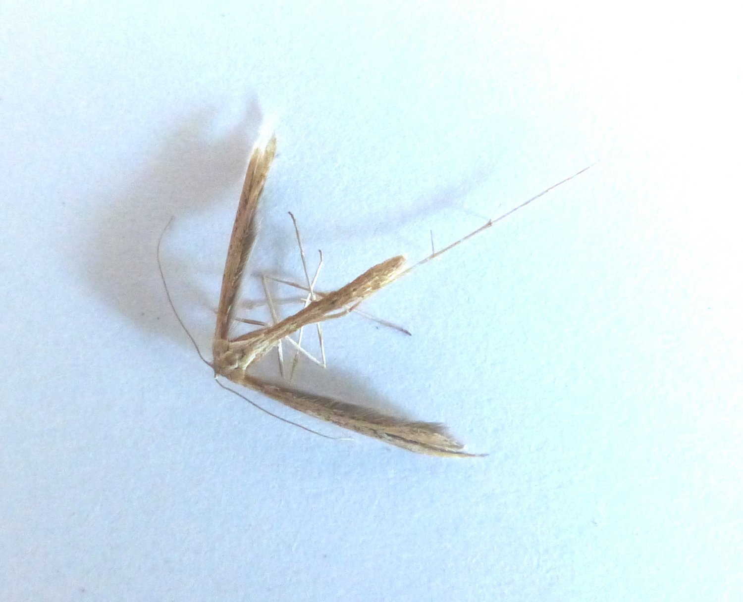 ORCHALLAN - Stenoptilia sp. - réf. 186929 (1500 x 1216 pixels, 171 ko)