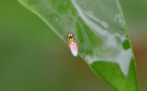Chlorops sp.