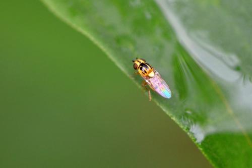 Chlorops sp.
