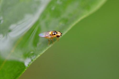 Chlorops sp.