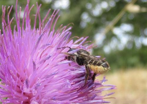 Megachile sp.