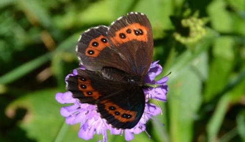 Erebia ligea