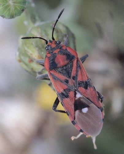 Réf. 187 531 : Spilostethus pandurus