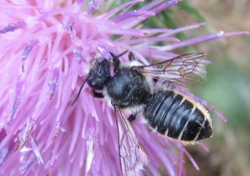 Megachile sp.