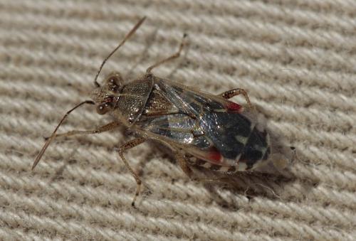 Réf. 187 593 : Liorhyssus hyalinus