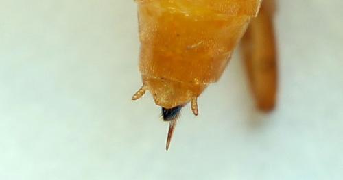Euura bipartita