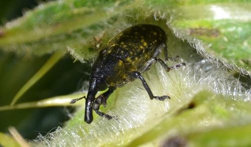 Réf. 187 654 : Larinus sturnus