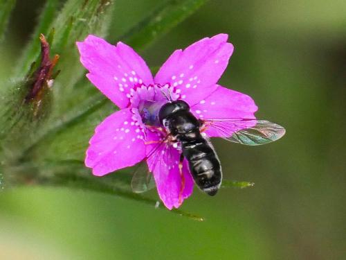 Réf. 187 040 : Paragus sp.