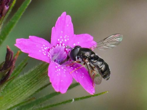 Paragus sp.