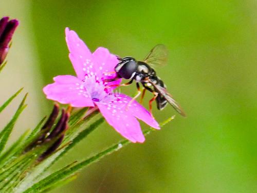 Paragus sp.