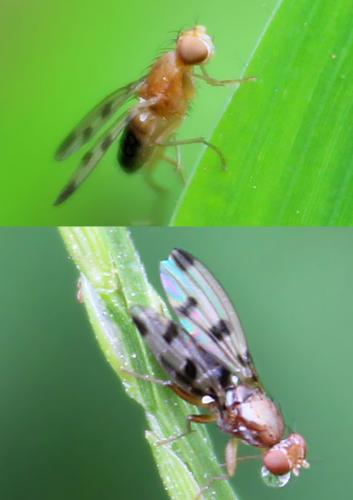 Réf. 187 802 : Geomyza tripunctata