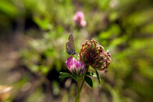 Polyommatus icarus
