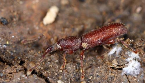 Réf. 187 218 : Otiorhynchus terricola