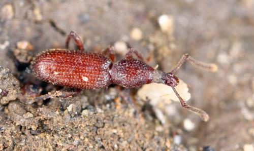 Otiorhynchus terricola