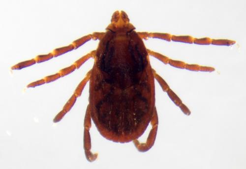 Rhipicephalus sanguineus