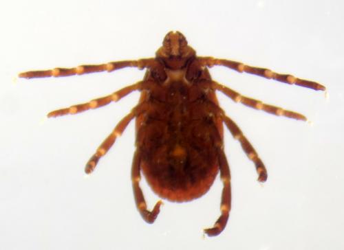 Rhipicephalus sanguineus