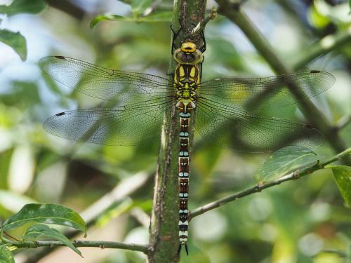Aeshna cyanea