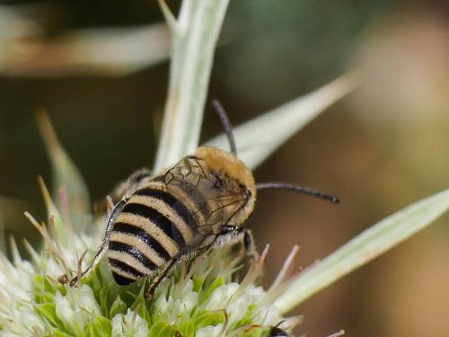 Réf. 187 514 : Colletes sp.