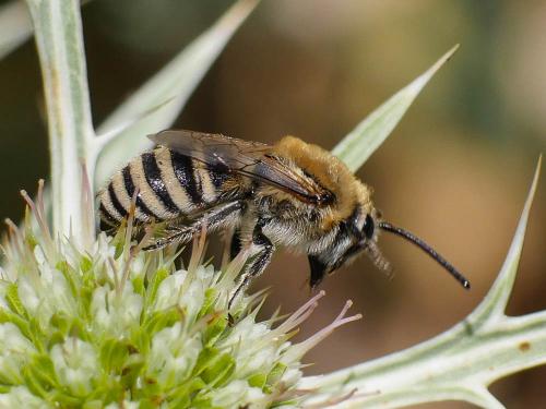 Réf. 187 513 : Colletes sp.
