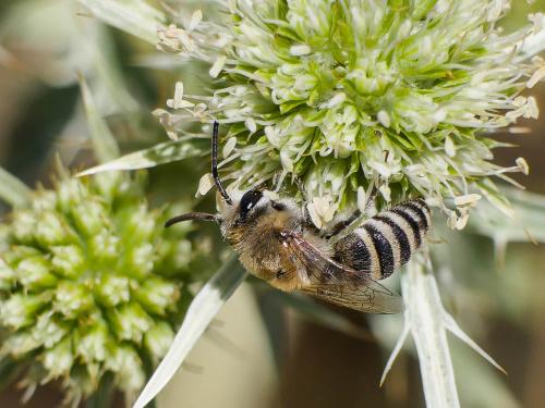 Réf. 187 515 : Colletes sp.
