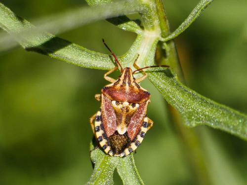 Réf. 187 247 : Codophila varia