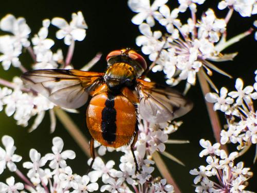 Ectophasia crassipennis