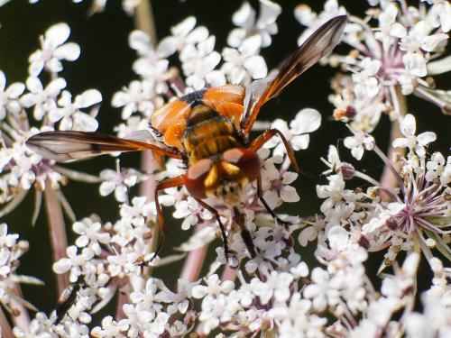 Réf. 187 835 : Ectophasia crassipennis
