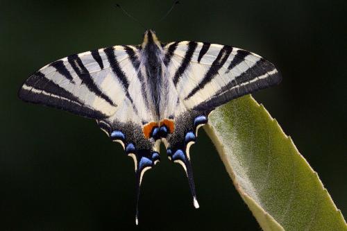 Réf. 187 918 : Iphiclides podalirius