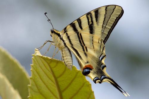 Réf. 187 920 : Iphiclides podalirius