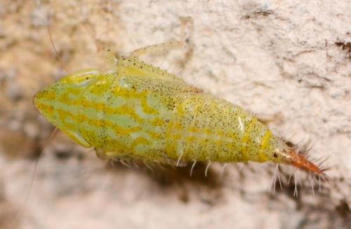 Fieberiella sp.