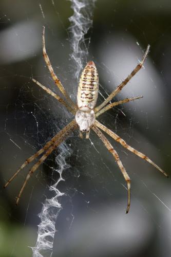 Argiope bruennichi