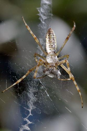 Réf. 187 914 : Argiope bruennichi