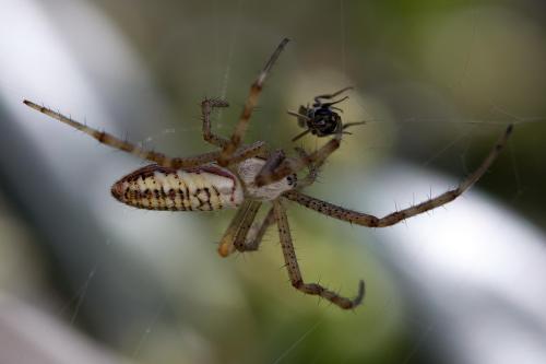 Argiope bruennichi
