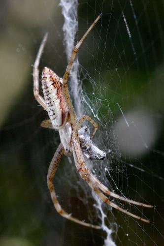 Argiope bruennichi