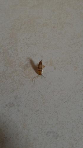 Planuncus vinzi