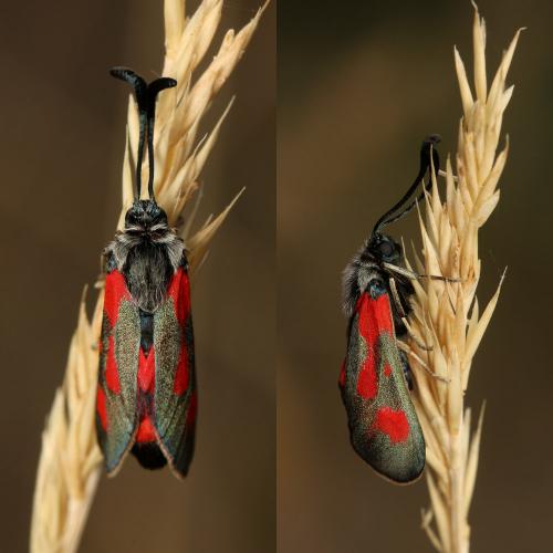 Réf. 187 793 : Zygaena sarpedon