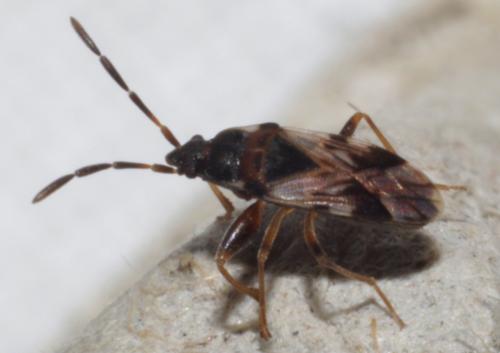 Scolopostethus sp.