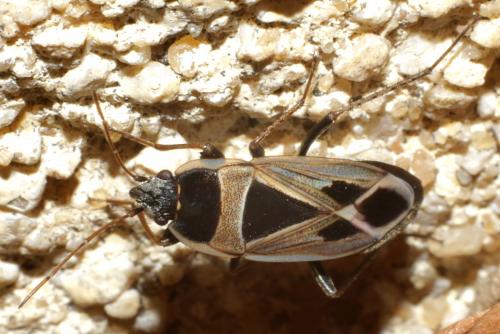 Réf. 187 784 : Xanthochilus sp.
