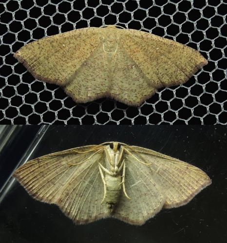 Réf. 187 156 : Cyclophora ruficiliaria
