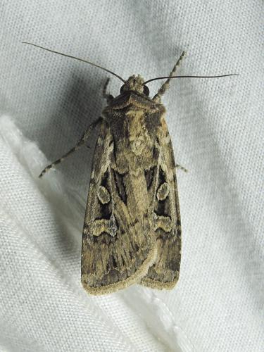 Euxoa aquilina