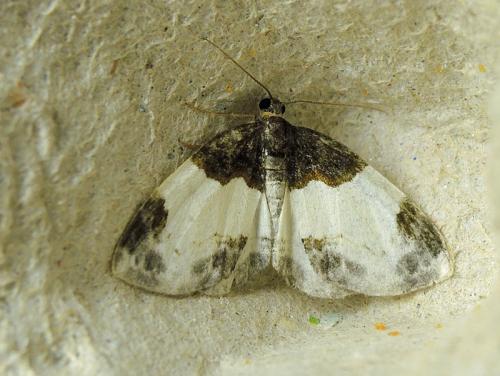 Réf. 187 202 : Mesoleuca albicillata